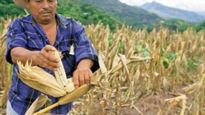 Jose Antonio Reyes, agricultor en Los Planes, San Juan Hermita, Guatemala, muestra la milpa la cual se ha perdido durante la sequia.