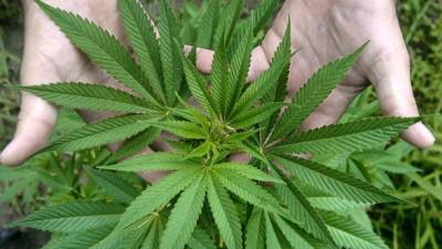 Una persona muestra hojas de marihuana, planta cuyo consumo es considerado por quienes la utilizan con fines terapeúticos como 'una decisión personal' y algo que debería ser 'una opción más en la medicina actual'. EFE.