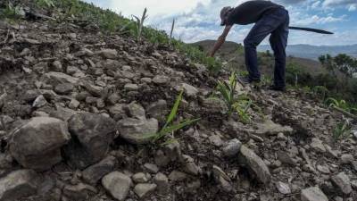 Las pérdidas ascienden a 280 millones de lempiras en granos básicos. Fotos: Wendell Escoto