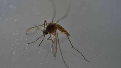 Los casos de la enfermedad transmitida por el zancudo Aedes Aegypti se esparcieron por casi todo el continente americano y el Caribe.