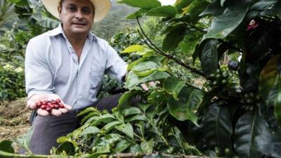 Ihcafé prevé exportación arriba de 8.3 millones de quintales