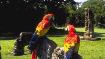 Dos guacamayas rojas, ave en peligro de extinción en Honduras, en el parque de Copán Ruinas.