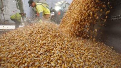 Workers empty corn kernels from a grain bin at DeLong Company in Minooka, Illinois, in this file photo taken September 24, 2014. U.S. farmers will be caring for their crops months after harvest time this year as they fight to keep bugs from eating away at their thinning profit margins and maintain the quality of the grain while waiting for prices to turn higher and traffic on clogged railroads and waterways to clear. REUTERS/Jim Young/Files (UNITED STATES - Tags: AGRICULTURE BUSINESS COMMODITIES)