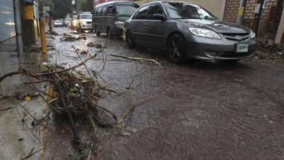 Las lluvias y los vientos derribaron ramas y árboles en la colonia Alameda.