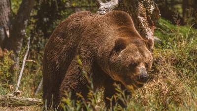 El hecho se suscitó en los Alpes de Transilvania, región central de Rumanía.