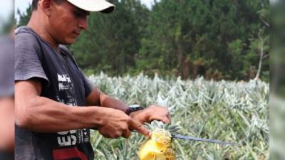 Este campesino muestra la piña tipo azucarona que siembran en los campos de La Ceibita.
