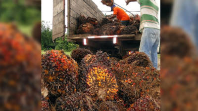 La producción de palma genera jugosas divisas al país con la exportación de aceite.