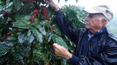 Los cafetaleros esperan que los precios del grano mejoren en el mercado internacional antes del ciclo 2015-16.