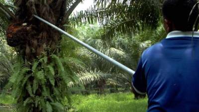 Los valles del Aguán y Sico aportan el 45% de la producción nacional de palma africana en Honduras.