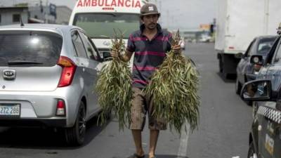 Un hombre vende hojas de eucalipto en Nicaragua. Foto: EFE