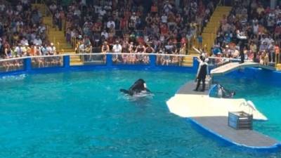 Andy Najar vio un show de orcas y delfines.
