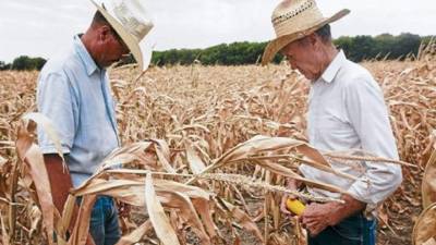 Los productores de maíz serán los más afectados. De los 10 millones de quintales que planeaban sacar en la cosecha de primera, solo producirán 7 millones de quintales.