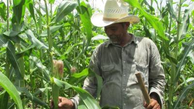 Ahora se prevén períodos de gracia de tres años para el segmento agrícola, según el ciclo de cultivo; pecuaria, 10 años; y palma africana, 15.