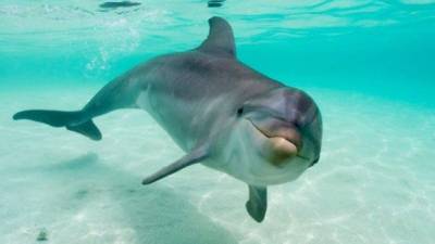 Los delfines son animales cetáceos al igual que las ballenas y las marsopas. Los cetáceos son mamíferos que viven en el agua.