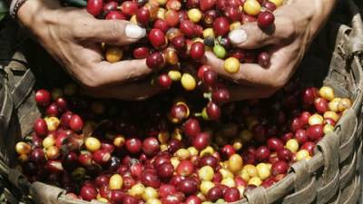 El flujo de las exportaciones del café representa el 25% de los productos hondureños enviados al extranjero.