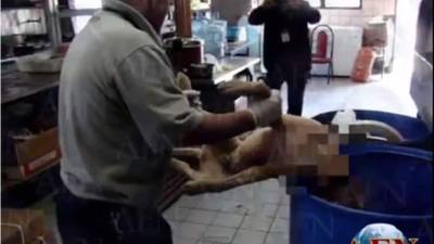 El momento cuando las autoridades encontraban los animales muertos listos para ser preparados como un platillo del restaurante. Foto y video cortesía AFN.