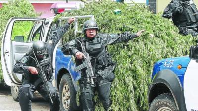 Más de 3,500 plantas de marihuana encontraron ayer los policías en una montaña de El Porvenir, Francisco Morazán.