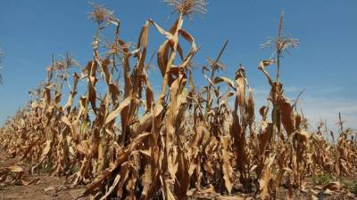 Más de un millón de personas se ven afectadas por la pérdida de cultivos.