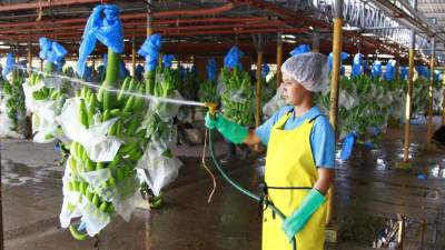 Plantas bananeras prevén un repunte este año.
