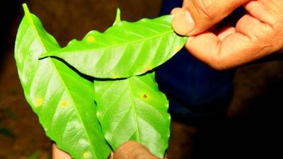 La roya afectó más del 60% de la producción nacional en los últimos dos años.