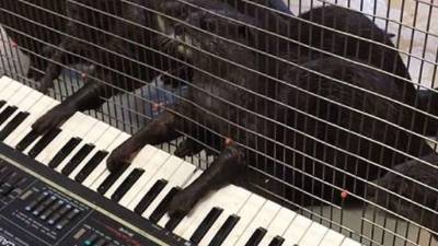Un grupo de nutrias sorprenden a los que visitan el zoológico Nacional Smithsoniano en Washington, Estados Unidos. Su talento al tocar el piano es impresionante. Foto YouTube