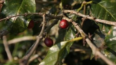 Los cafetaleros volvieron a urgir medidas concretas de parte de las autoridades nacionales.