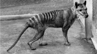 Fotografía de archivo de un tigre de Tasmania, especie extinta, facilitada hoy, 31 de marzo de 2017. Varios medios informaron el pasado 28 de marzo, que podría haberse avistado un tigre de Tasmania en Queensland (Australia) y un científico ha comenzado la búsqueda del animal. El último miembro de la especie se cree murió en el Zoo de Hobart, en Tasmania, Australia, en 1936. EFE/Kathryn Medlock-Tasmanian Museum and Art Gallery