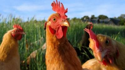 Las gallinas emiten un olor que puede proteger a las personas de las enfermedades trasmitidas por mosquitos.