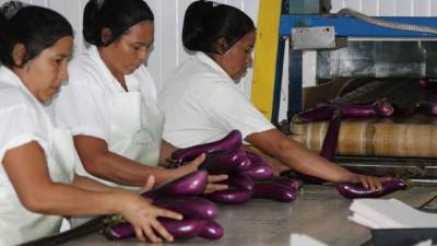 Trabajadoras de una empresa agroexportadora preparan berenjenas para su empaque.