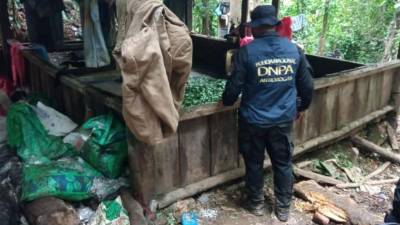 Las fuerzas de seguridad incautaron dos cultivos de hoja de coca, uno con 13.000 arbustos y otro con 8.500, señaló la institución.