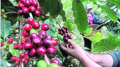 Jóvenes recolectan frutas de café en una finca del occidente de Honduras.