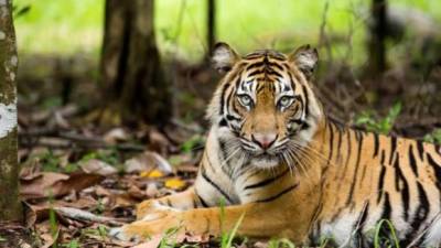 Fotografía facilitada por Greenpeace de un tigure de Sumatra (Panthera Tigris Sumatrae) en semilibertad en el centro de conservación Tambling Wildlife Nature Conservation, que es parte del Parque Nacional Bukit Barisan Medional, en la provincia de Lampung, en el sur de la isla indonesia de Sumatra. EFE