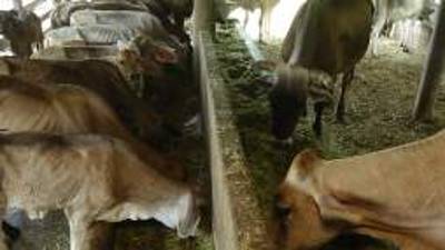 Al menos dos empacadoras se han quejado que no hay suficientes reses para sacrificio.