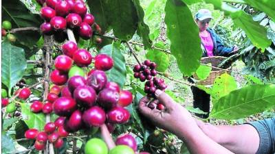 Por cada $100 en concepto de exportaciones de Honduras, el café contribuye con alrededor de $25.