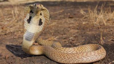 El propietario describió a la serpiente como verde y blanca y aseguró que probablemente esté cazando otras serpientes, lagartijas o pequeños mamíferos.