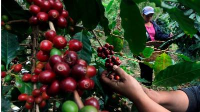 Producción. Dos cortadores de café trabajan en una finca del occidente de Honduras.