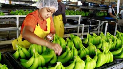 El Banco Central no precisó las causas de la disminución del volumen de la fruta hondureña vendida el año pasado.