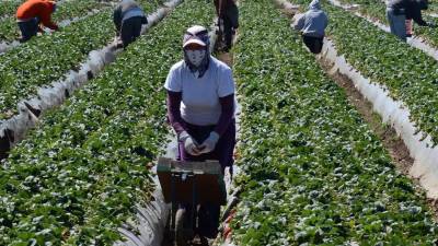 Los empleos de temporada en Estados Unidos están disponibles para extranjeros de varios países, incluyendo Honduras.