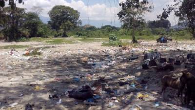 Las acumulaciones de desechos provocan contaminación en zonas residenciales y atrae animales como zopilotes, serpientes y ratas, estas últimas reconocidas por transmitir enfermedades.