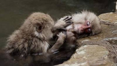 Un macaco japonés despioja a su compañero mientras toman un baño caliente en las aguas termales del Parque de los Macacos de Jigokudani en Yamanouchi, Japón. EFE