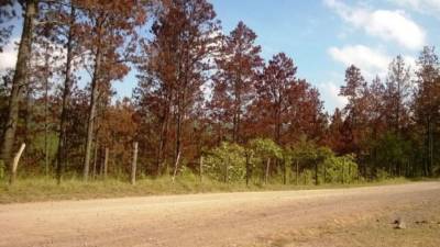 Con ayuda de técnicos extranjeros se pretende combatir la plaga del gorgojo de pino.
