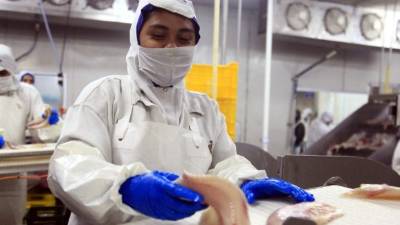 Empleada de Aquafinca corta filete de tilapia.