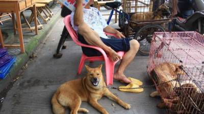 Miles de perros han sido sacrificados durante el festival de Yulin en años ateriores.