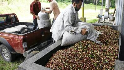 Las exportaciones hondureñas de café retrocedieron 4%.