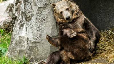 Kiwi, protagonista de la premiada película 'El oso'.