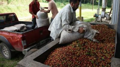 El sector cafetalero intenta romper su propio récord de producción, lo cual compensa en parte la caída de precios en el mercado internacional.