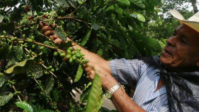 Un caficultor en la comunidad del Naranjito, El Merendón, cosecha granos de café. Amílcar Izaguirre.