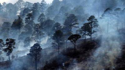 Honduras ha registrado este año unos 215 incendios forestales en diversas regiones que han destruido 6,137 hectáreas.
