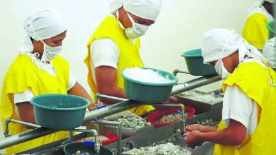 La mayor parte de las plantas exportadoras del producto están ubicadas en el sur del país. Foto: Yoseph Amaya