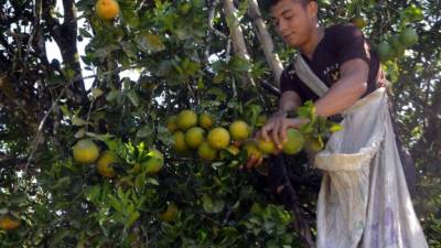 El cultivo de la naranja y los cítricos es el más popular en la región y son la principal fuente de empleo.